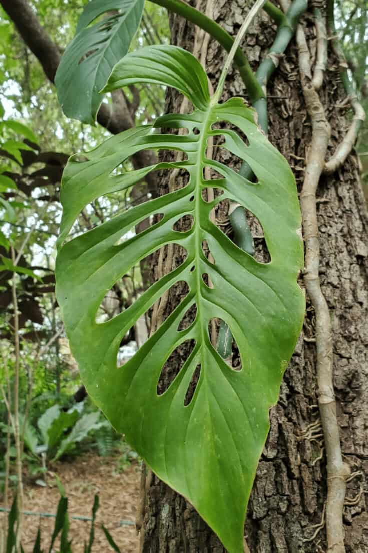 The higher Monstera adansonii climbs the bigger its leaves will get