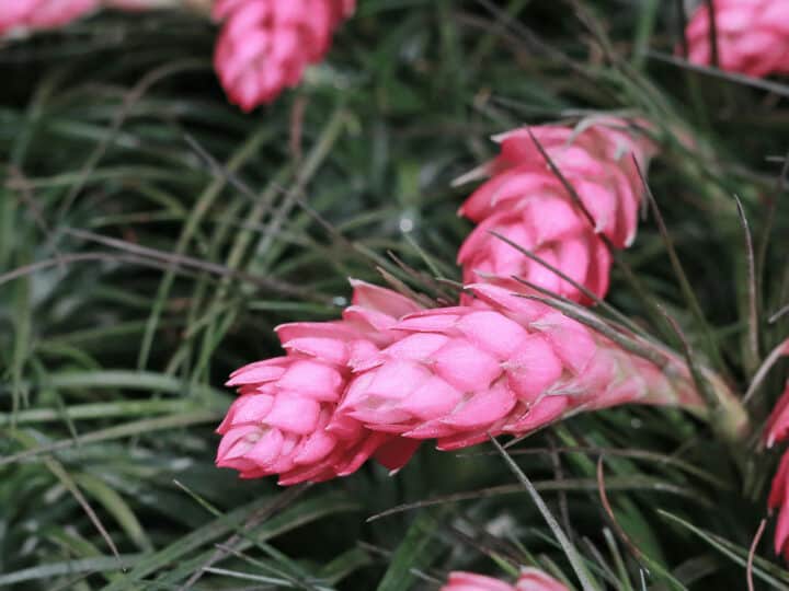 The ideal temperature for Tillandsia stricta is 50°F to 90°F (10°C to 32°C)