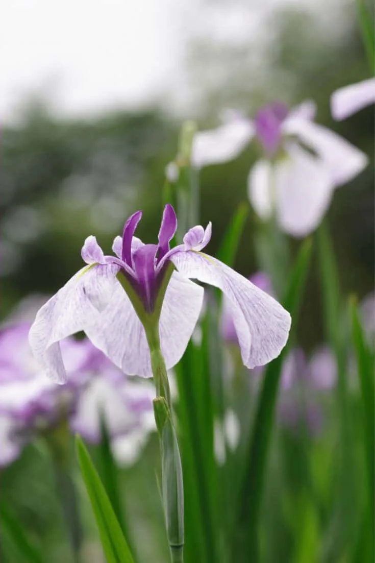The roots of Japanese Iris need to stay dry in winter