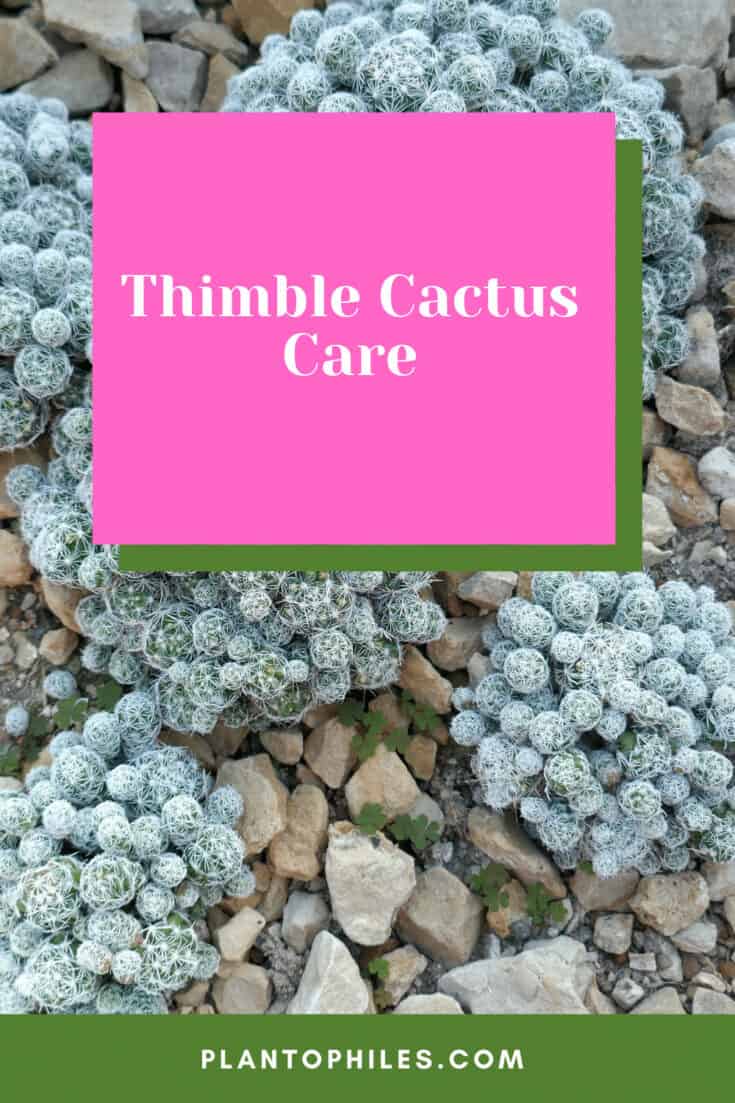 Thimble Cactus Care