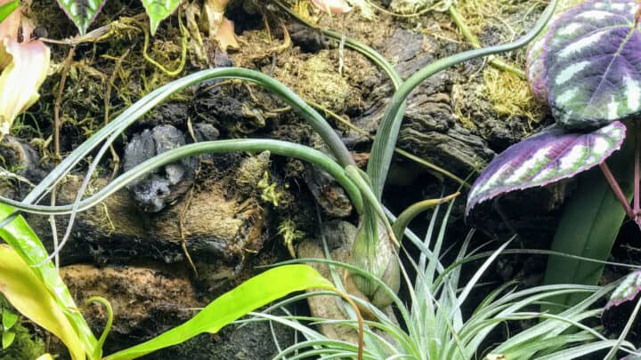 Tillandsia Bulbosa  Care  – What You Need To Know