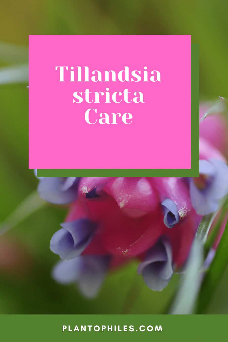 Tillandsia stricta Care