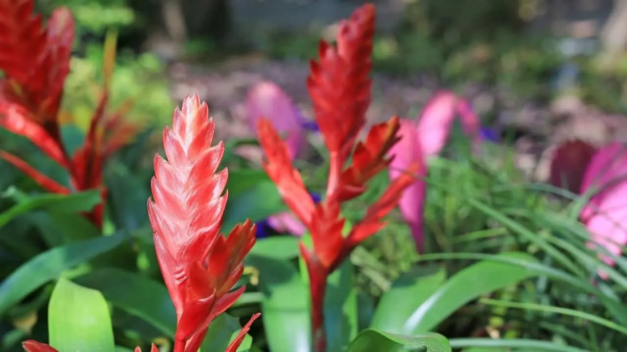 Tillandsia stricta Care