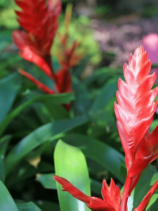 Tillandsia stricta can be propagated by offsets or pups that are produced by the airplant itself