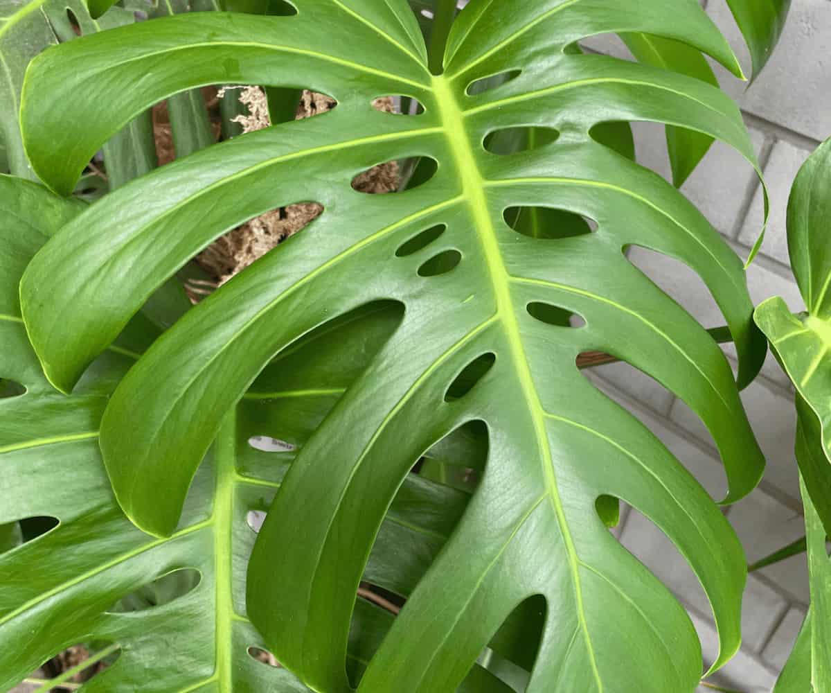 Water Monstera deliciosa once a week