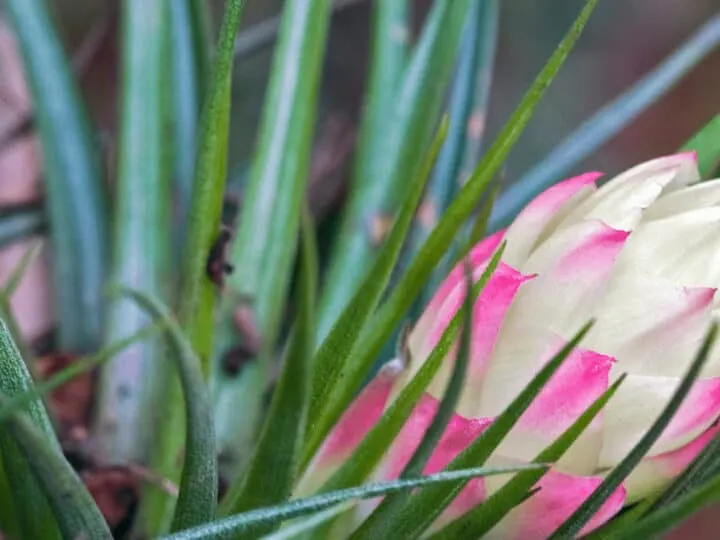 Water tillandsia stricta once a week by submerging the plant in lukewarm water for 30min. Let the plant dry upside down for 3-4 hours afterwards