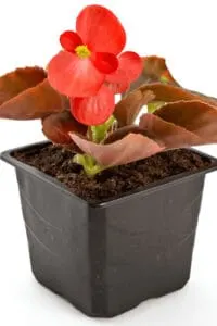 Wax Begonias do not need any special requirement and can just be brought indoors