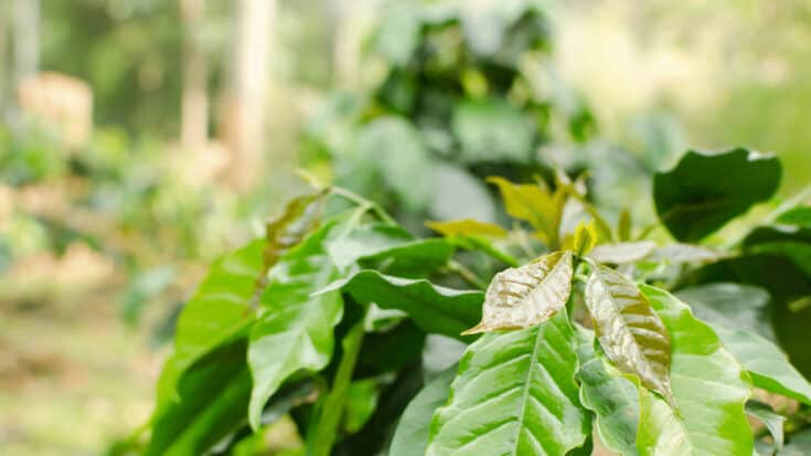 What Causes Coffee Plants to Have Brown Leaves? 4 Major