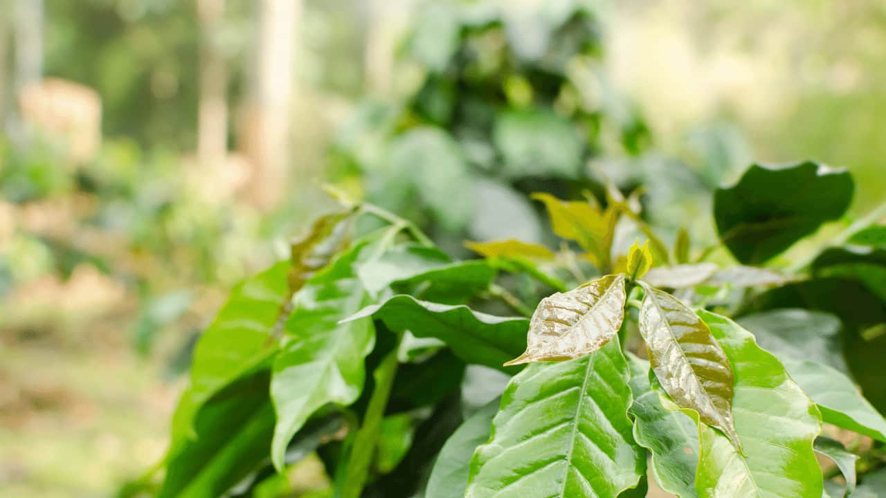 Why Are My Coffee Plant Leaves Turning Brown? 8 Causes And Fixes