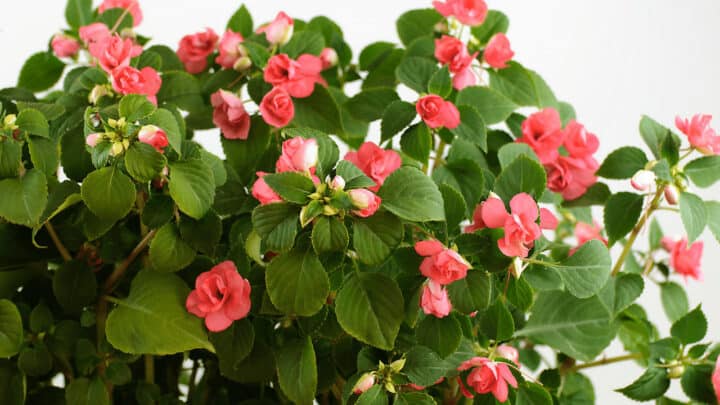 What Causes Impatiens to Wilt? 5 Reasons Unearthed!