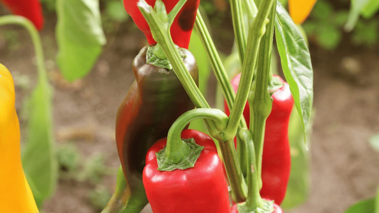 What Causes Pepper Plants to Wilt