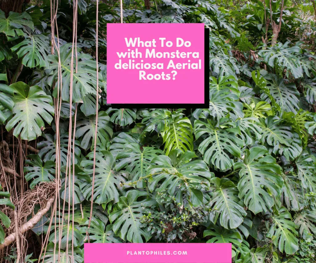 What To Do with Monstera deliciosa Aerial Roots?