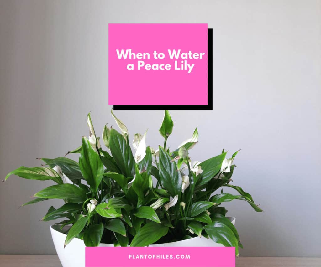 When to Water a Peace Lily?