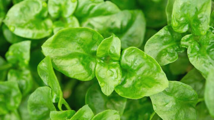 What Causes White Spots On Spinach? The Answer