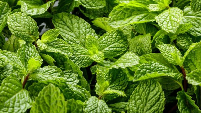 White Spots on Mint Leaves: Reasons, Remedies, Prevention