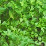 White Spots on Parsley