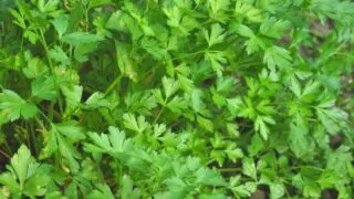 White Spots on Parsley