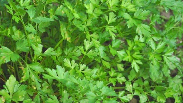 7 Reasons for White Spots on Parsley (And How to Fix It)