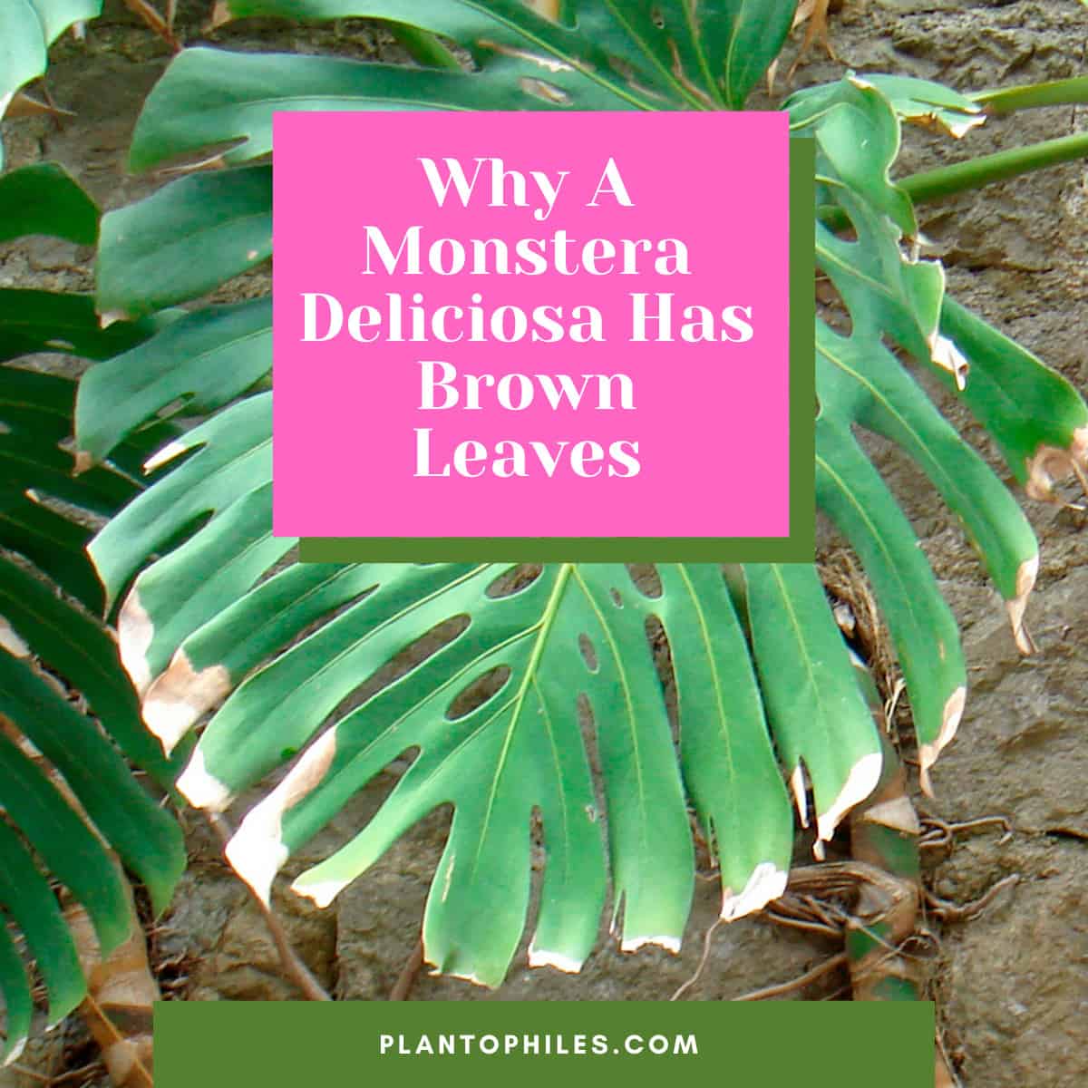 Why A Monstera Deliciosa Has Brown Leaves