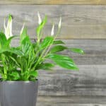 Why A Peace Lily is Drooping