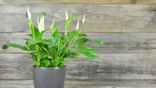 Why A Peace Lily is Drooping
