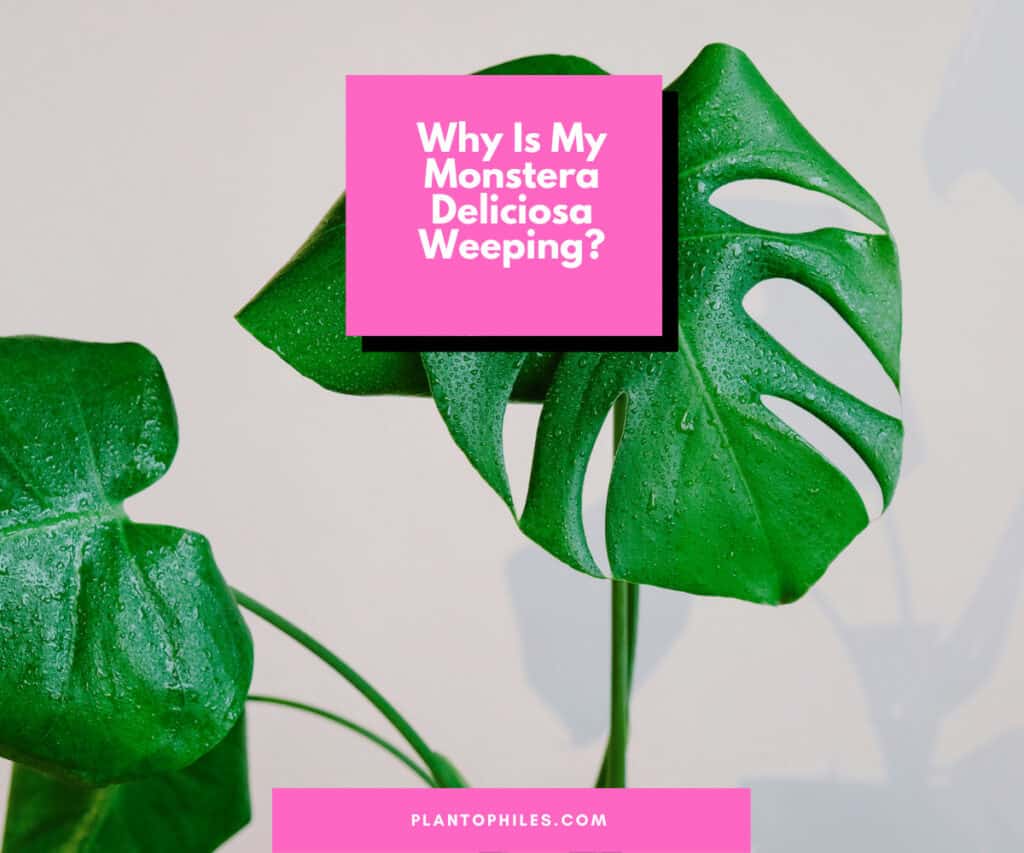 Why Is My Monstera deliciosa weeping?