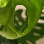 Why Monstera Adansonii Leaves are Curling