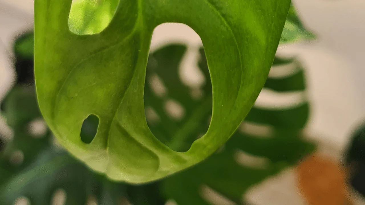 Why Monstera Adansonii Leaves are Curling