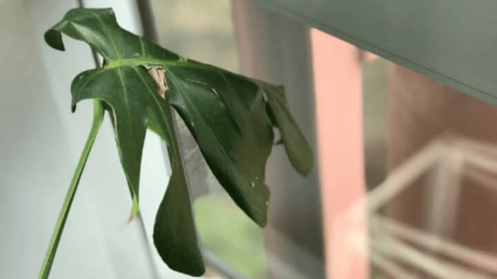 7 Possiblities Why Monstera Deliciosa Leaves Curl Plantophiles