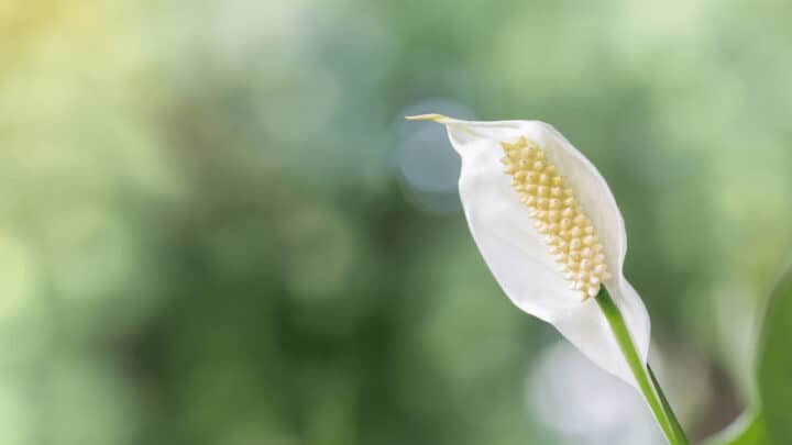 7 Reasons Why Peace Lilies Stop Flowering & Best Remedies!