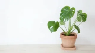 Why Your Monstera Deliciosa Is Dying