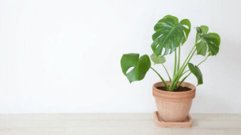 Why Your Monstera Deliciosa Is Dying – The Truth!