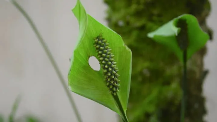 Why Peace Lily Flowers are Green - Interesting!