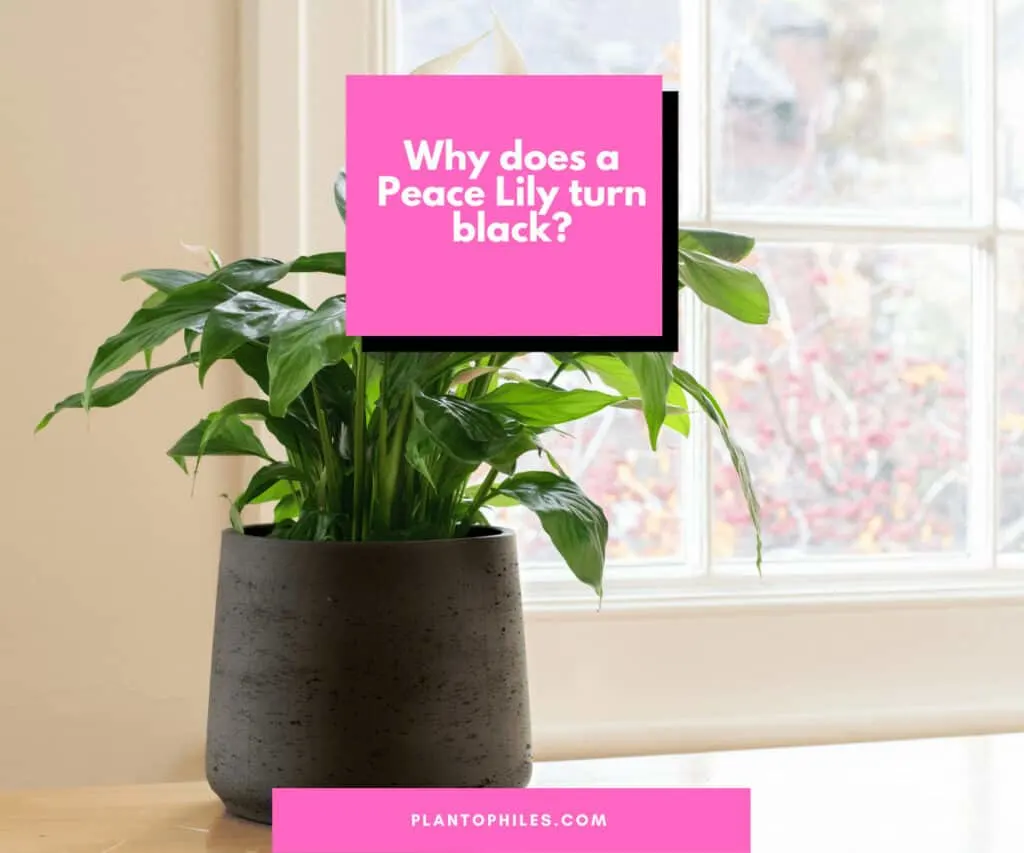 Why does a Peace Lily turn black?