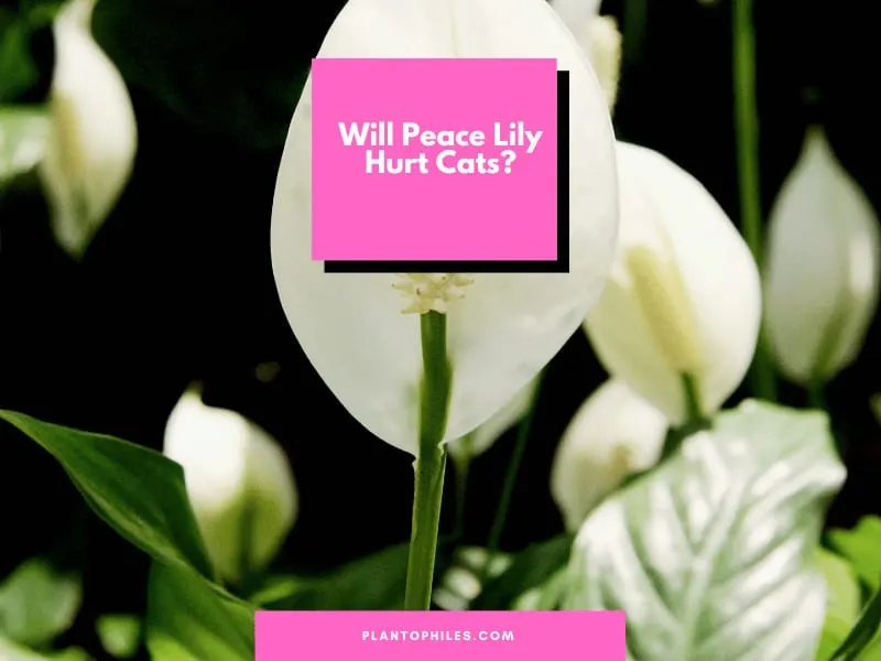 Will Peace Lily Hurt Cats?