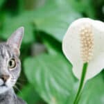 Will Peace Lily Hurt Cats