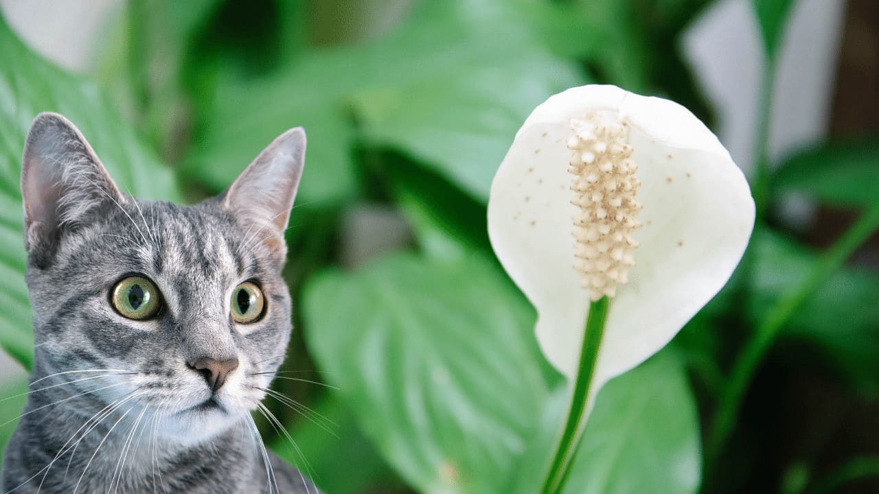 Will Peace Lily Hurt Cats? All You Need to Know Plantophiles