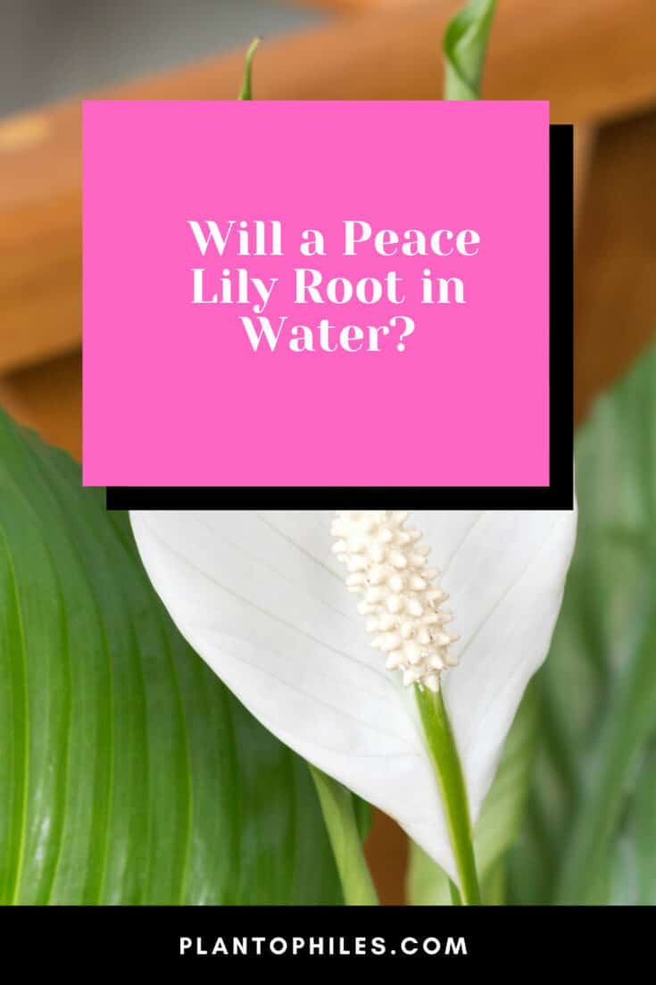 Will a Peace Lily Root in Water