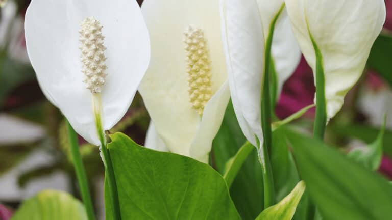Will a Peace Lily Root in Water? Let's Find Out | Plantophiles
