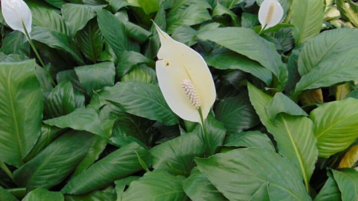 Peace Lily Yellow Leaves – 10 Reasons [+Best Remedies!]