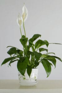 Yellow leaves can be a sign that you should repot your Peace Lily