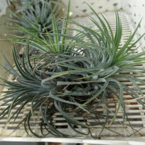 Air plants grow multiple pups and build clusters that grow larger and larger