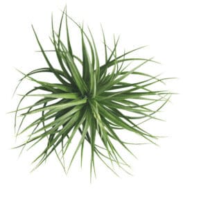 Air plants only grow less than 1 inch within the first 2 years