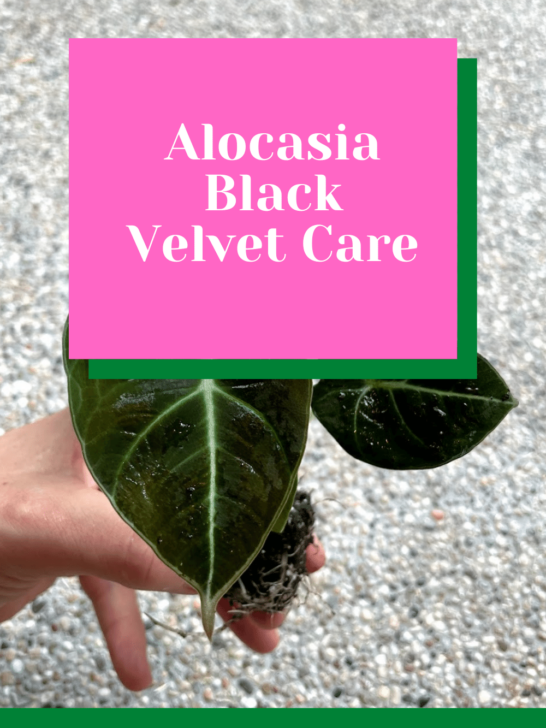 Alocasia Black Velvet Care
