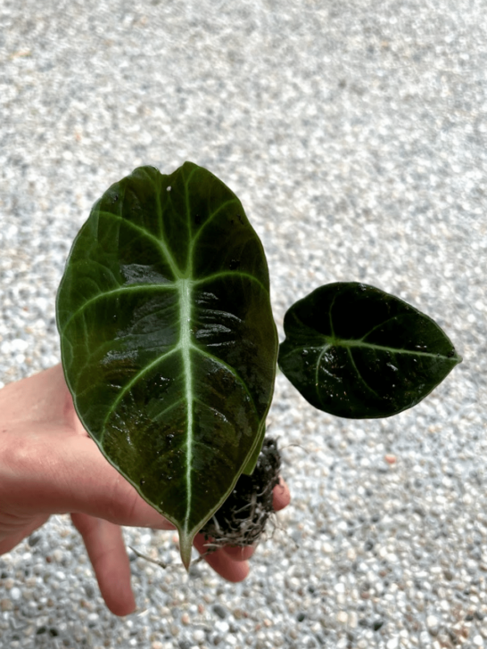 Alocasia Black Velvet Leaf