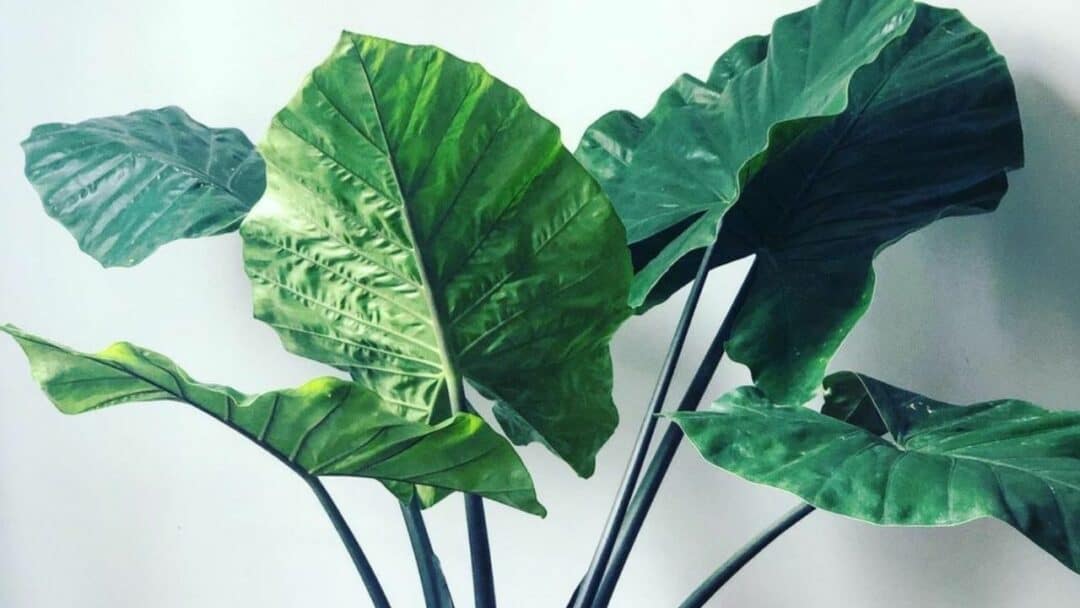 Alocasia "Dark Star" Care from A to Z | Plantophiles Blog