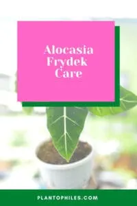 Alocasia Frydek Care