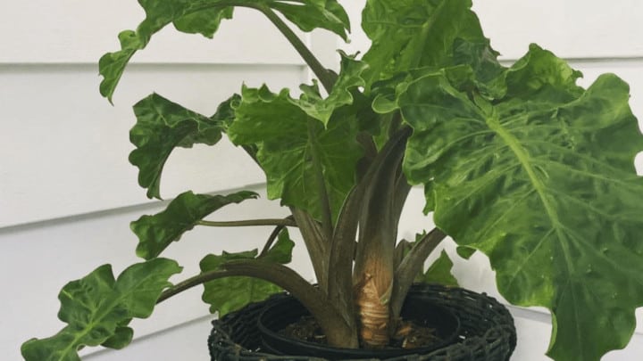 Alocasia Low Rider Care Tips You Wish You Knew Earlier