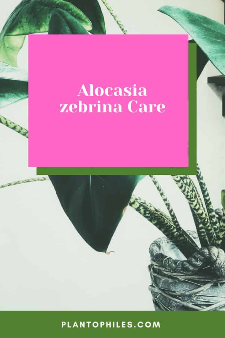 Alocasia zebrina Care