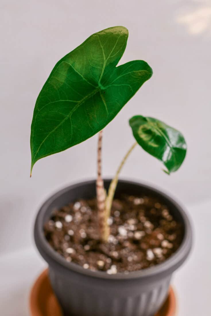 Alocasia zebrina produces tubers where they store their energy. So even if they loose all leaves they can bounce back